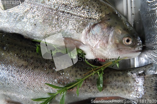 Image of raw trout fish 
