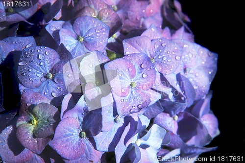 Image of blue flowers with water drops