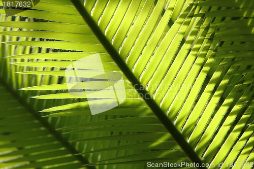 Image of green leaf background