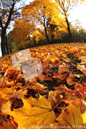 Image of autumn leaves