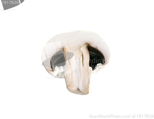 Image of mushroom isolated on white
