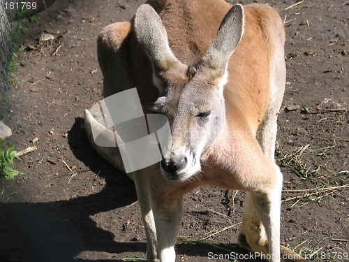 Image of kangaroo