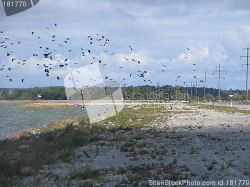Image of birds