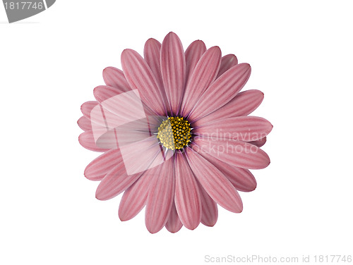 Image of Pink flower isolated on white