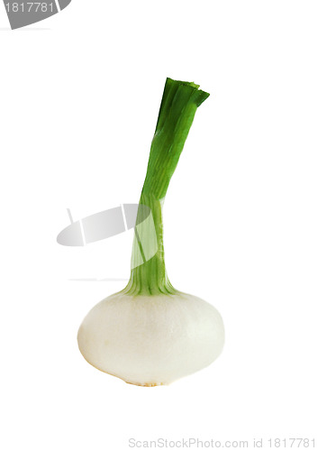 Image of onion isolated on white