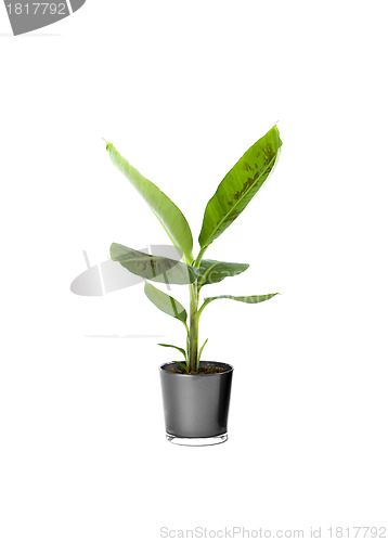Image of Ornamental Plants over white background