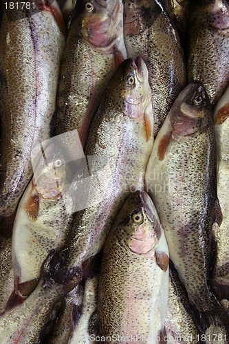 Image of Fresh fish