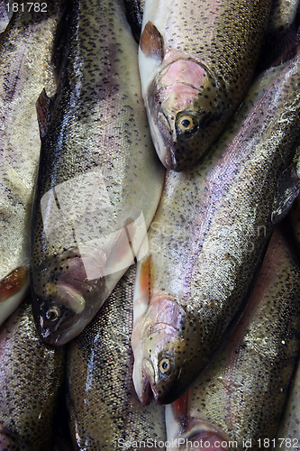 Image of Fresh fish
