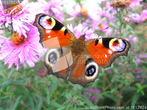 Image of The peacock eye on the aster