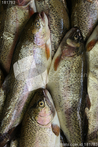 Image of Fresh fish