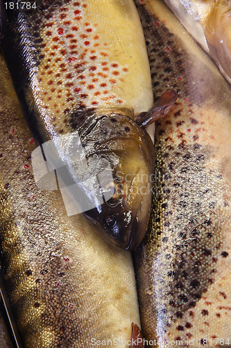 Image of Fresh fish