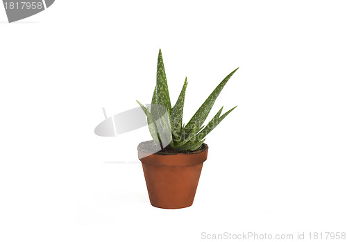 Image of Aloe vera isolated on white