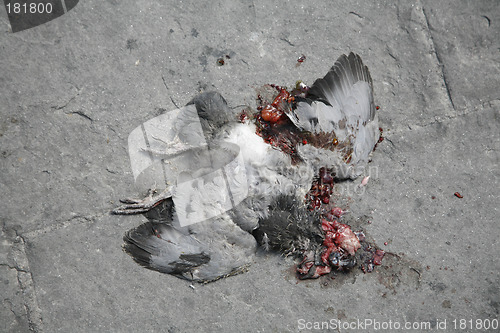 Image of Dead pigeon