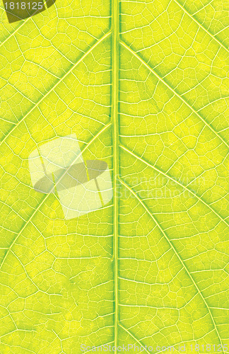 Image of Grean leaf macro