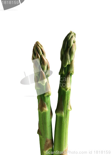 Image of Aspargus isolated on white