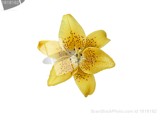 Image of Yellow lilly flower isolated on white
