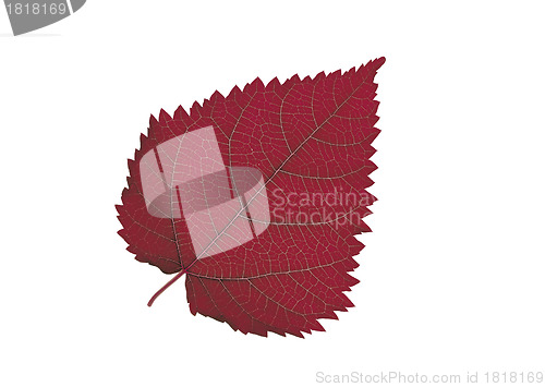 Image of Red Leaf isolated on white