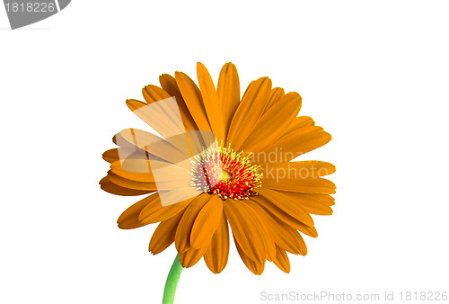 Image of Orange flower isolated on white background