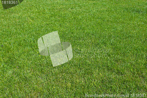 Image of Green grass background