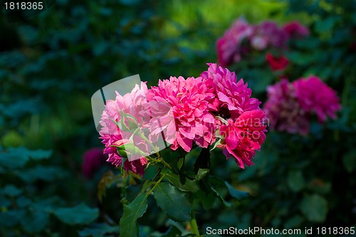 Image of purple flowers in wild nature