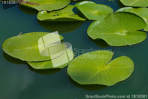 Image of water lilly blossoms in summer day