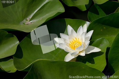 Image of white water lily