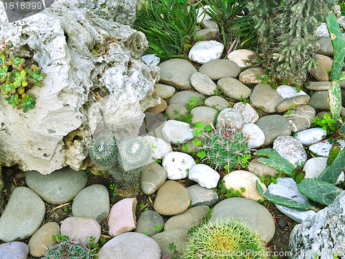 Image of many large cacti in the greenhouse