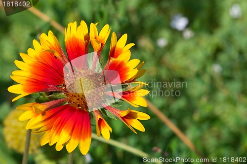 Image of Beautiful flower