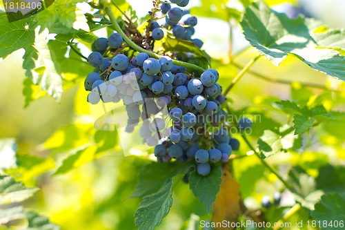 Image of Red Wine Grapes