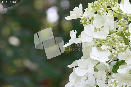 Image of Gypsophila