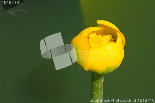 Image of water lilly blossoms in summer day