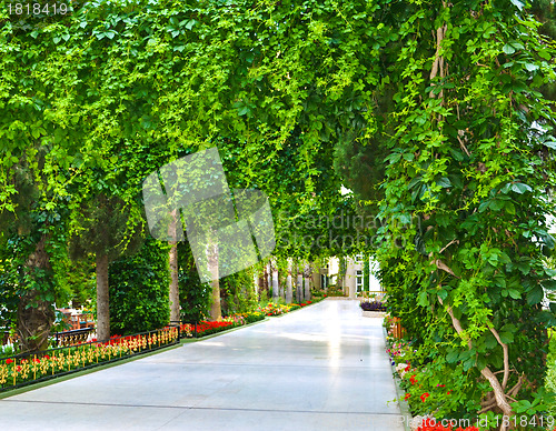 Image of Green park alley on a sea shore