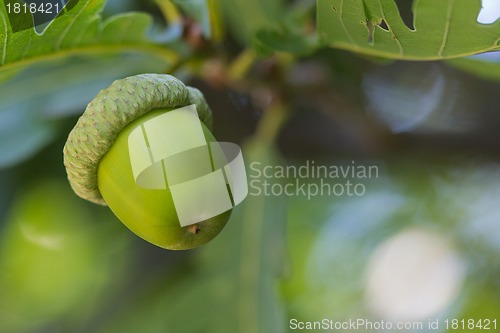 Image of oak leaves and acorns