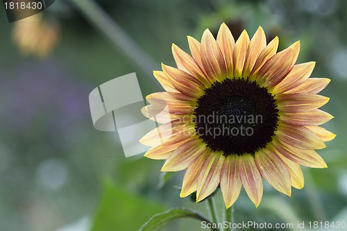 Image of Macro view of yellow flower