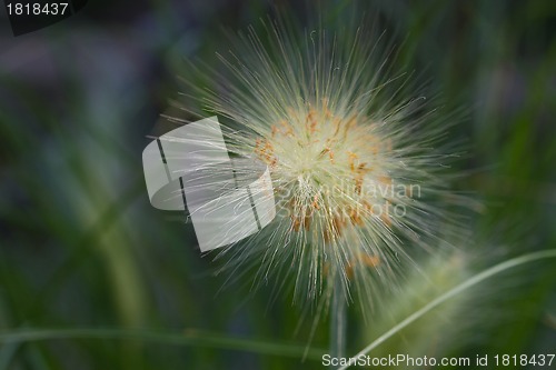 Image of Field of dandelions