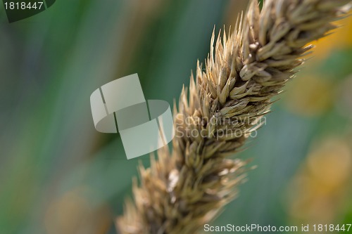 Image of Wheat