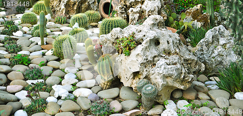 Image of many large cacti in the greenhouse