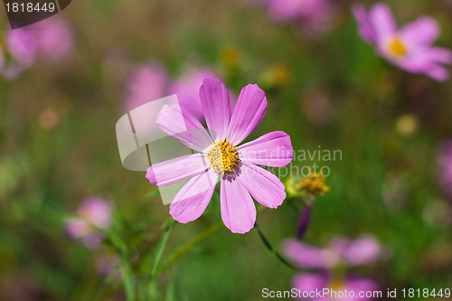 Image of purple tulip