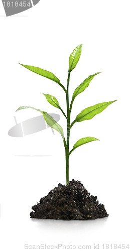 Image of Seedling green plant on a white background