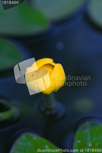 Image of water lilly blossoms in summer day