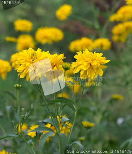 Image of background yellow flowers