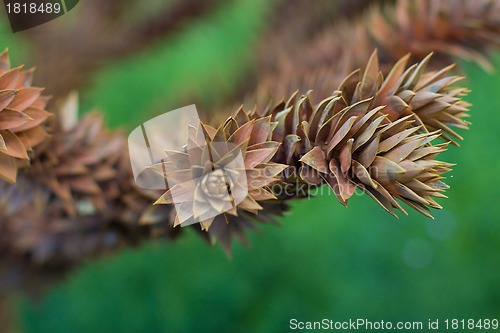 Image of Cedar cones