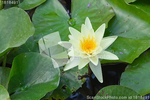 Image of white water lily