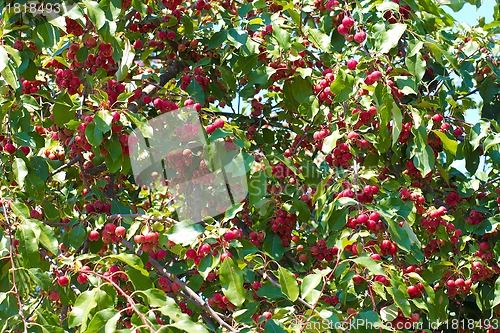 Image of Rowan Berries