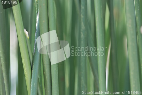 Image of Sugar cane plant