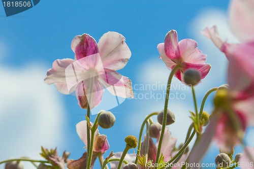 Image of Beautiful pink flowers and Blue sky