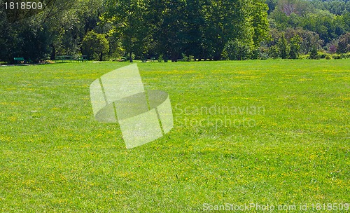 Image of Green grass background