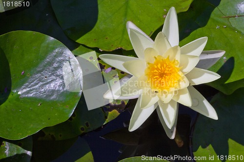 Image of water lily with lotus leaf on pond