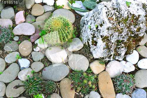 Image of many large cacti in the greenhouse