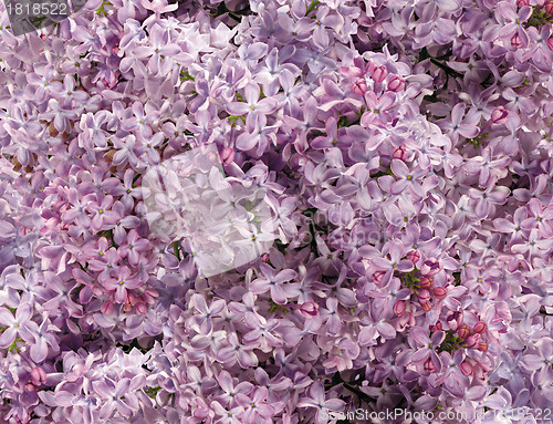 Image of Small pink flowers background